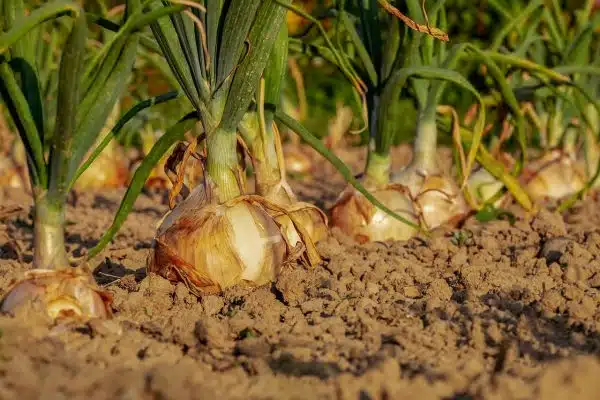 Comment Nourrir un Potager Durable et Respectueux de l’environnement