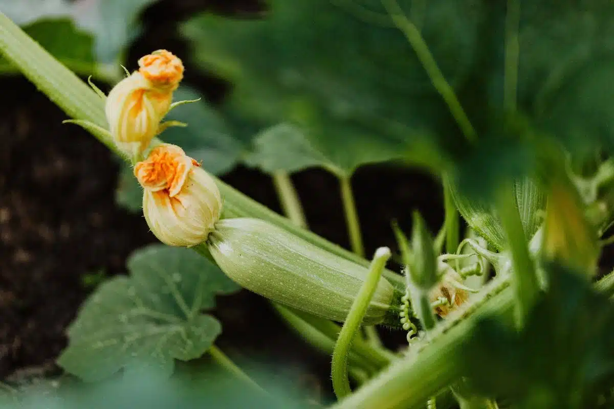 Quand récolter les courgettes astuces pour les cueillir au bon moment Officiel News