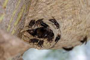 Que faire en cas de nid de guêpes ou de frelons ?